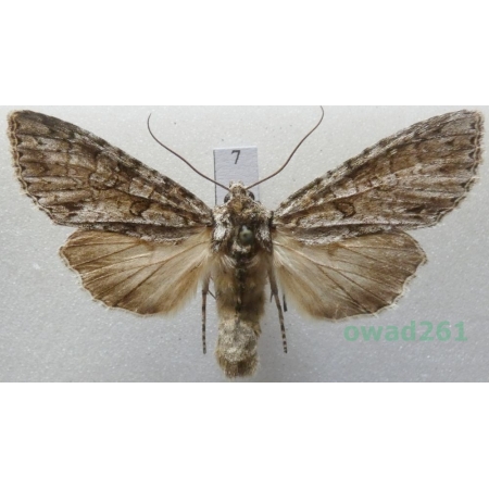 Polia nebulosa (Hufnagel, 1766) Czech7